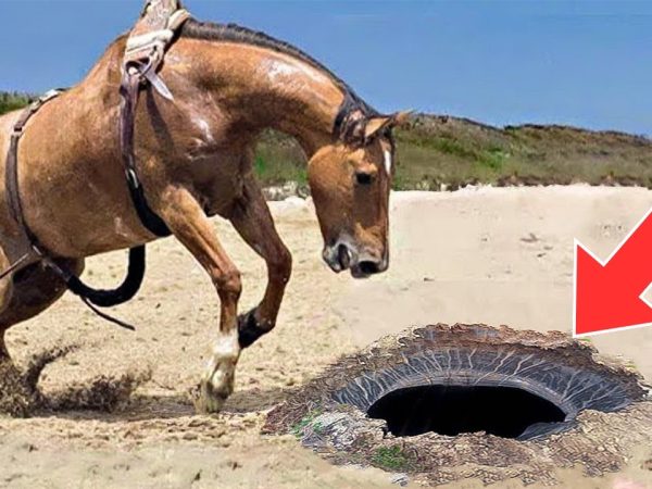 horse-starts-frantically-digging-on-beach.-owner-calls-911-after-seeing-what-it-finds