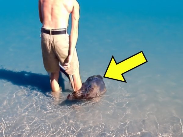 man-enters-secluded-lake.-he-screams-for-help-after-something-grabs-his-leg