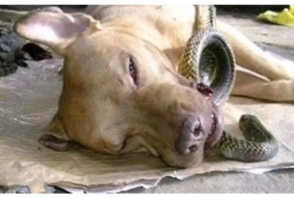 Ginger the Pitbull: The Brave Dog Who Gave Her Life to Save Her Family