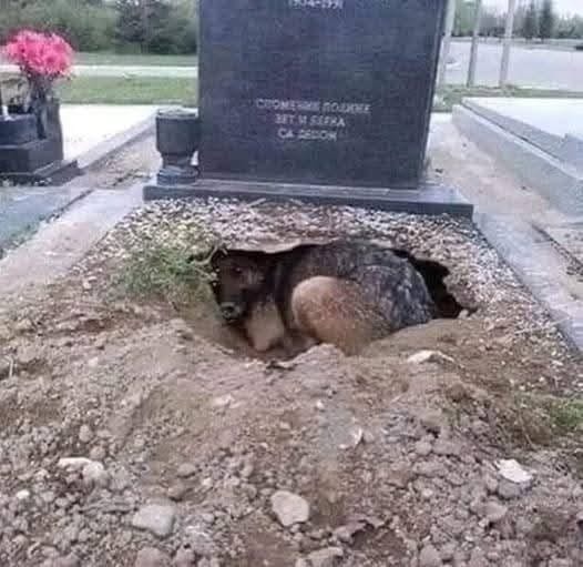The Loyal Dog Who Guarded His Owner’s Grave: A True Story of Love Beyond Life