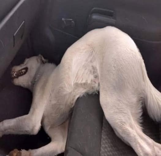 The Day We Met the Dog Who Chose Us