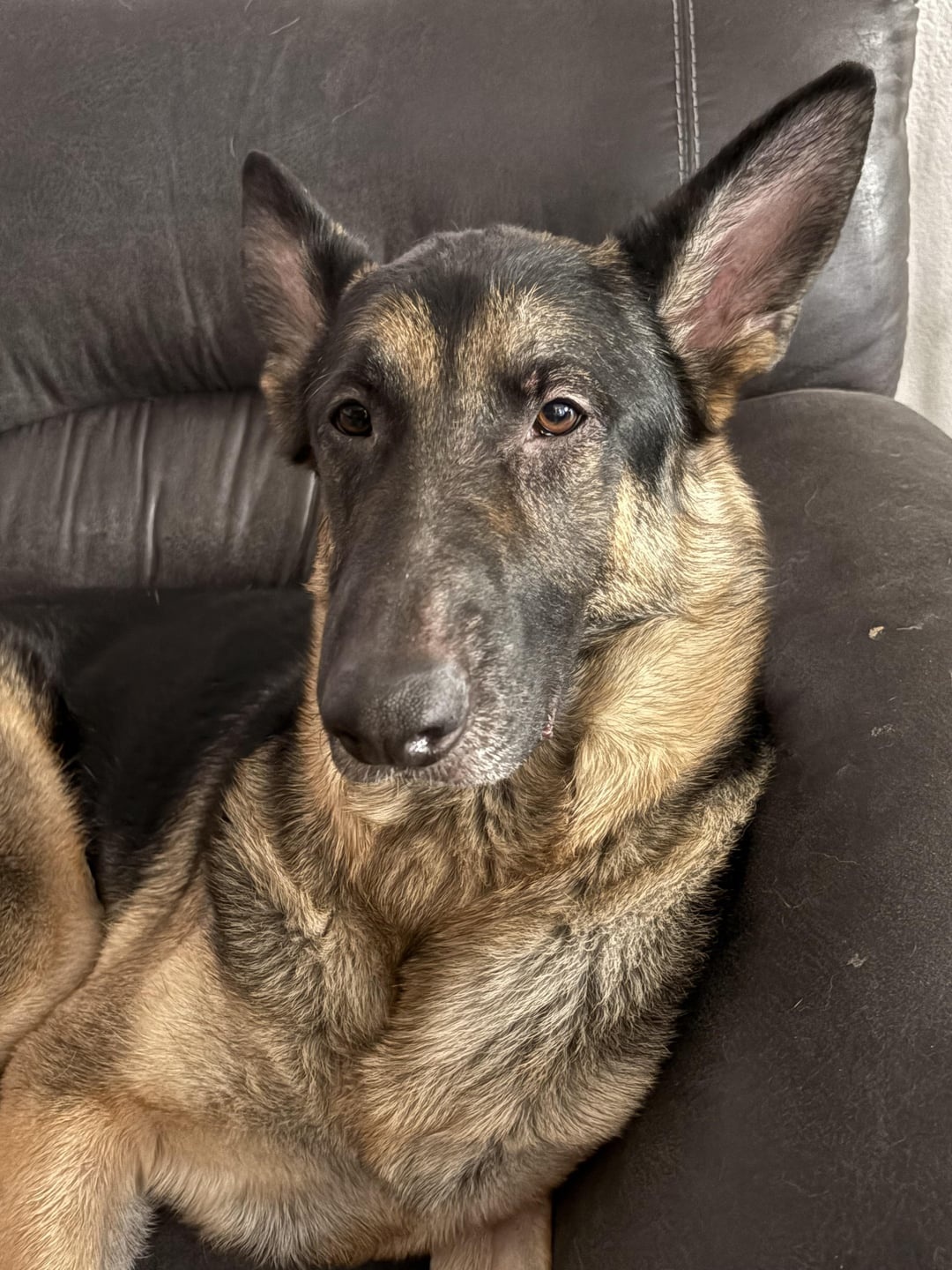 Jake’s Journey: A Story of Survival, Hope, and Unbreakable Bonds