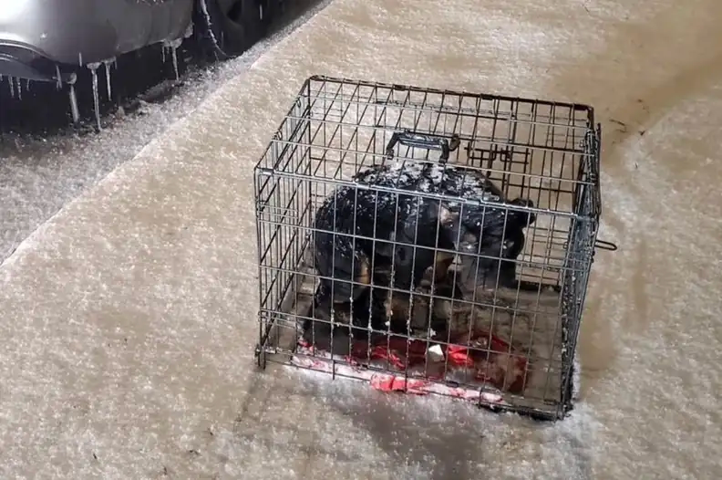 Dog’s Resilience and the Power of Compassion: A Winter Rescue Story